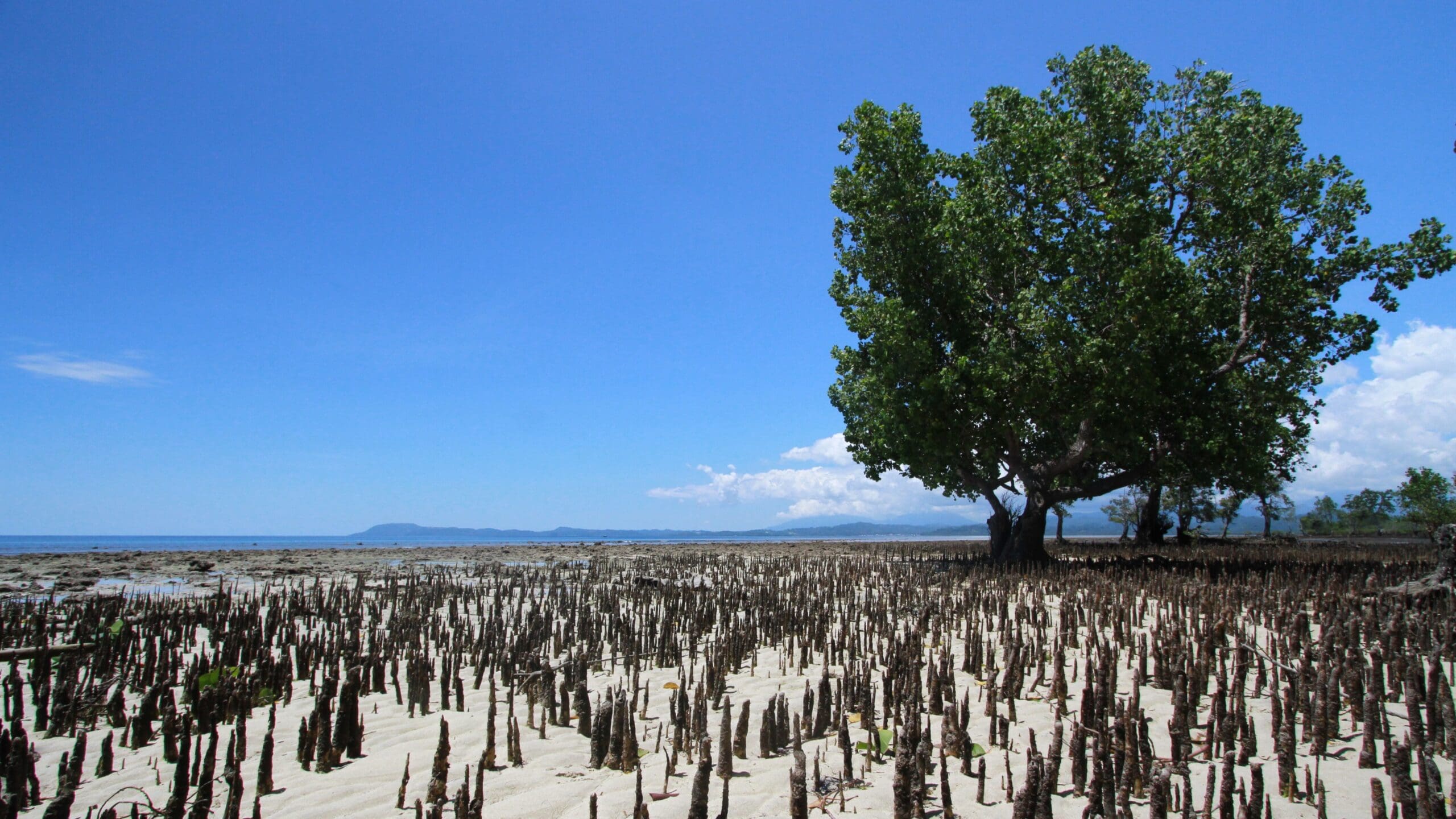 Wallacea_Expeditions_Destination_Bahoi_07