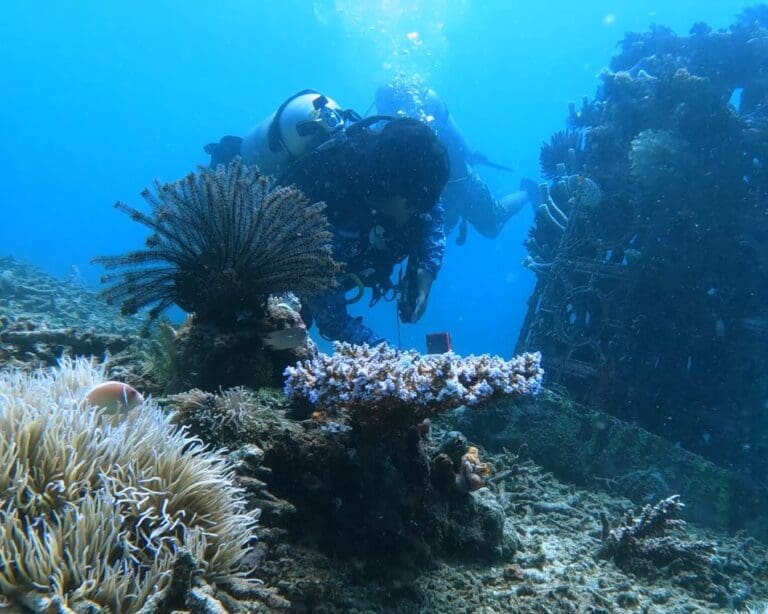 Wallacea_Expeditions_Open_Water_Scuba_06