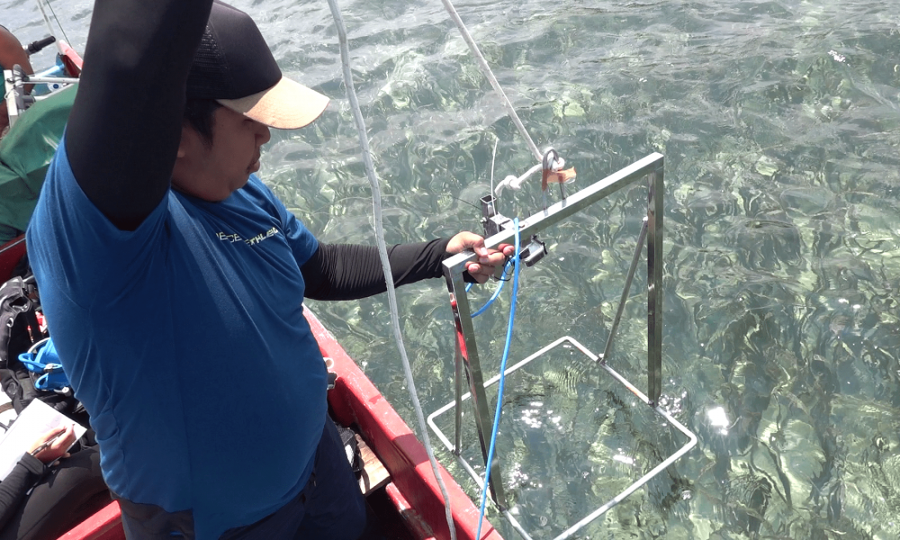 wallacea_expeditions_seagrass_spot_check wallacea_expeditions_seagrass_spot_check